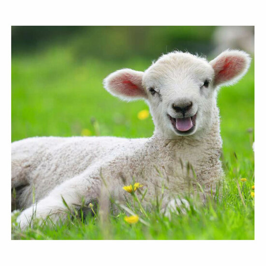 Ravensburger Boerderijdieren Legpuzzel, 2x12st.