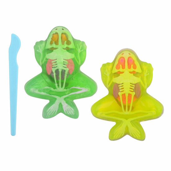 Science Explorer Kikker Anatomie Slijm