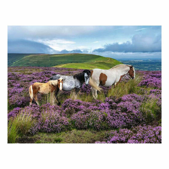 Ravensburger Legpuzzel Wild Horses in the Heather - 2000st.
