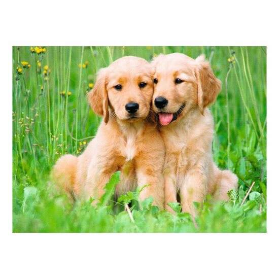 Ravensburger Legpuzzel The Golden Retriever brothers - 500st.