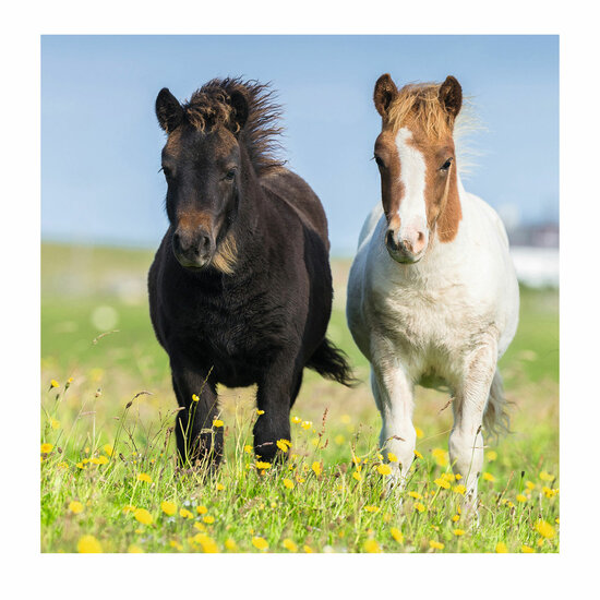 Ravensburger Schattige Pony's, 3x49st.