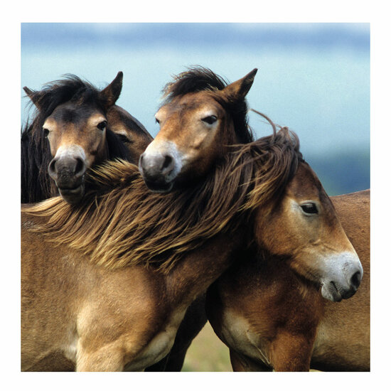 Ravensburger Schattige Pony's, 3x49st.