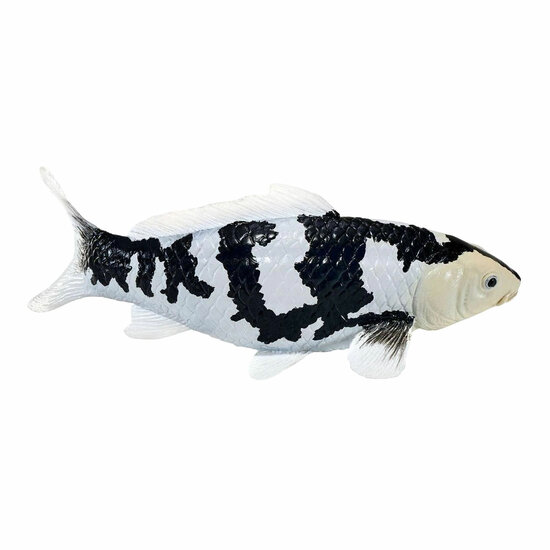 Mojo Koi Collection - Shiro Utsuri Koi Zwart Wit 381120