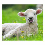 Ravensburger Boerderijdieren Legpuzzel, 2x12st.