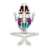 Slimy Lab DISSECT-IT - Ontleed een Kikker