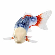 Mojo Koi Collection - Asagi Koi Blauw Rood 381118