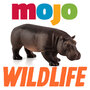Mojo-Wildlife