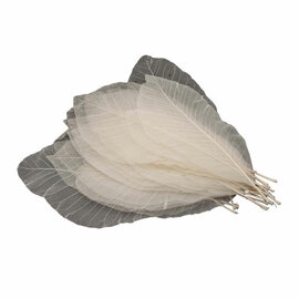 Lange Bladskeletten, 24st.